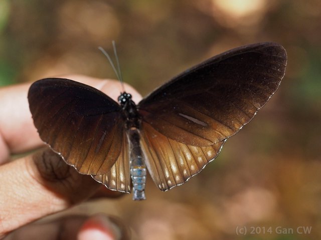 Euploea eyndhovii gardineri•&copy; Gan Cheong Weei•CC BY-NC 4.0