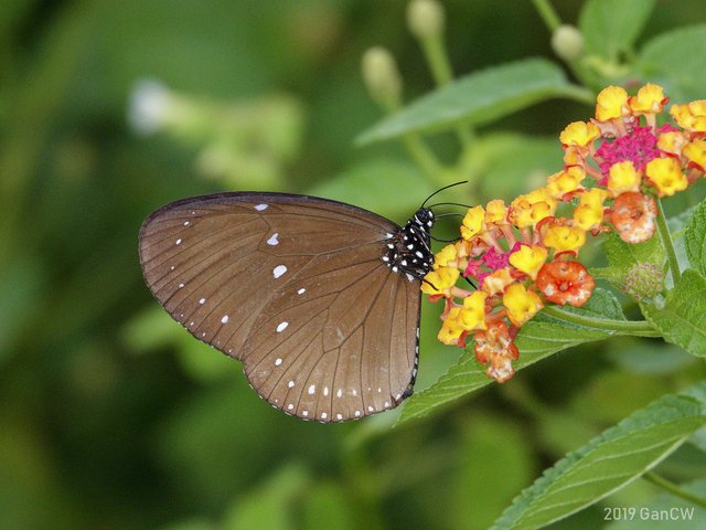 Euploea tulliolus ledereri•&copy; Gan Cheong Weei•CC BY-NC 4.0