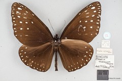 Euploea camaralzeman malayica•&copy; Wan FA Jusoh•All Rights Reserved