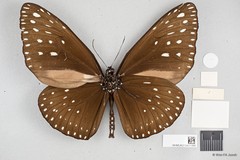 Euploea camaralzeman malayica•&copy; Wan FA Jusoh•All Rights Reserved