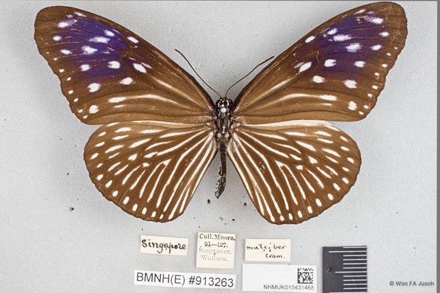 Euploea mulciber mulciber•&copy; Wan FA Jusoh•All Rights Reserved
