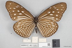 Euploea mulciber mulciber•&copy; Wan FA Jusoh•All Rights Reserved