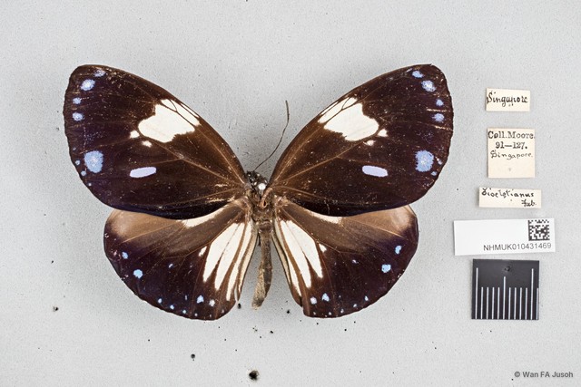 Euploea radamanthus radamanthus•&copy; Wan FA Jusoh•All Rights Reserved