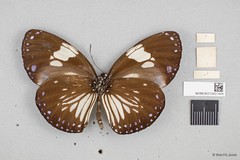 Euploea radamanthus radamanthus•&copy; Wan FA Jusoh•All Rights Reserved