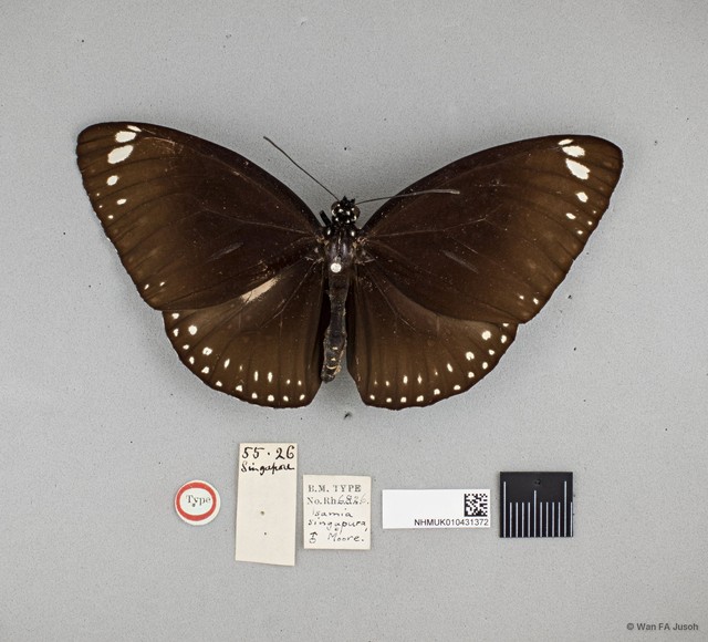 Euploea midamus singapura•&copy; Wan FA Jusoh•All Rights Reserved
