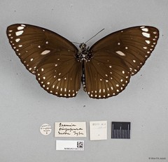 Euploea midamus singapura•&copy; Wan FA Jusoh•All Rights Reserved