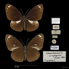 Euploea midamus singapura•&copy; Ang Yuchen•All Rights Reserved
