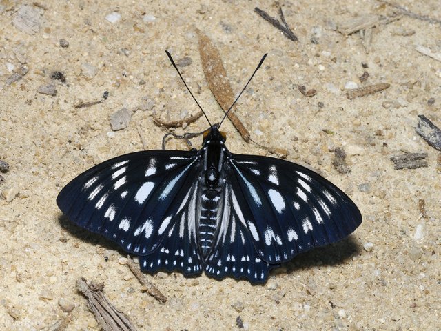 Euripus nyctelius euploeoides•&copy; Gan Cheong Weei•CC BY-NC 4.0