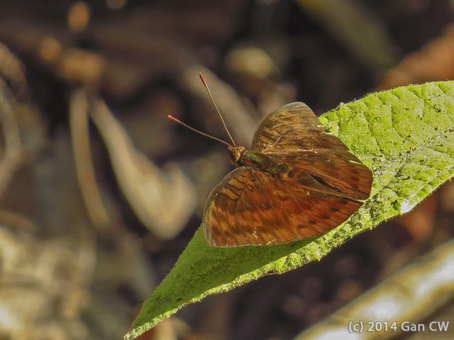 Euthalia merta merta•&copy; Gan Cheong Weei•CC BY-NC 4.0