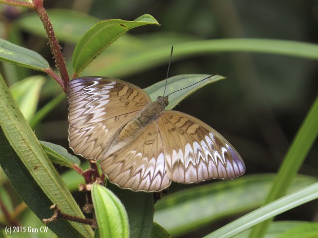 Euthalia monina monina•&copy; Gan Cheong Weei•CC BY-NC 4.0