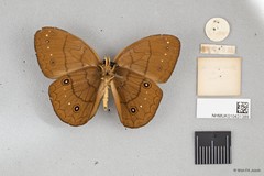 Faunis sp. "cf. gracilis"•&copy; Wan FA Jusoh•All Rights Reserved