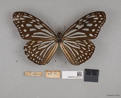 Ideopsis vulgaris macrina•&copy; Wan FA Jusoh•All Rights Reserved
