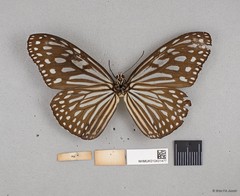 Ideopsis vulgaris macrina•&copy; Wan FA Jusoh•All Rights Reserved