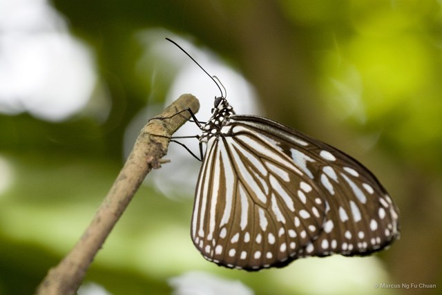 Ideopsis vulgaris macrina•&copy; Marcus Ng Fu Chuan•All Rights Reserved