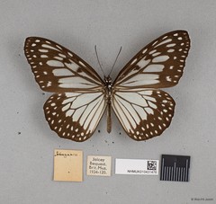 Ideopsis juventa sitah•&copy; Wan FA Jusoh•All Rights Reserved