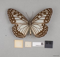 Ideopsis juventa sitah•&copy; Wan FA Jusoh•All Rights Reserved