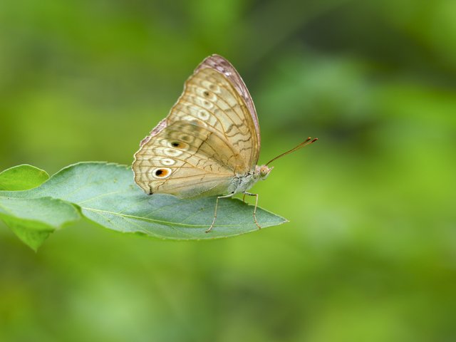 Junonia atlites atlites•&copy; Gan Cheong Weei•CC BY-NC 4.0
