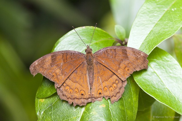 Junonia hedonia ida•&copy; Marcus Ng Fu Chuan•All Rights Reserved