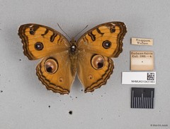 Junonia almana javana•&copy; Wan FA Jusoh•All Rights Reserved