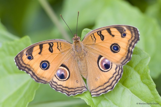Junonia almana javana•&copy; Marcus Ng Fu Chuan•All Rights Reserved