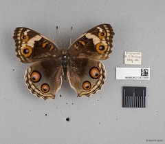 Junonia orithya wallacei•&copy; Wan FA Jusoh•All Rights Reserved