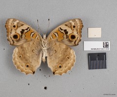 Junonia orithya wallacei•&copy; Wan FA Jusoh•All Rights Reserved