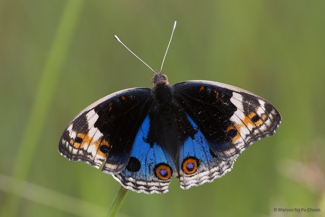 Junonia orithya wallacei•&copy; Marcus Ng Fu Chuan•All Rights Reserved
