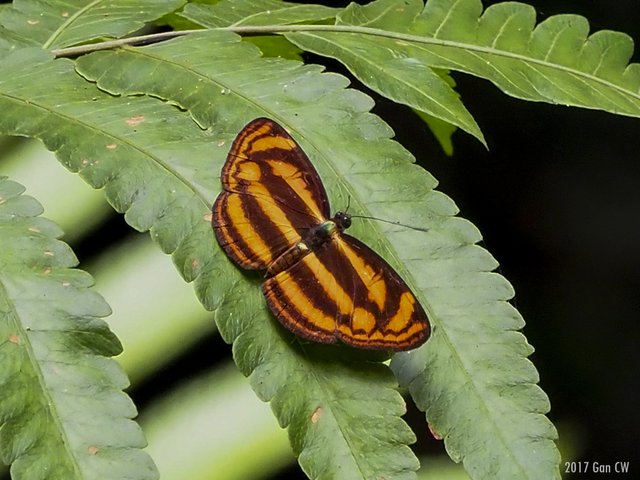 Lasippa tiga siaka•&copy; Gan Cheong Weei•CC BY-NC 4.0
