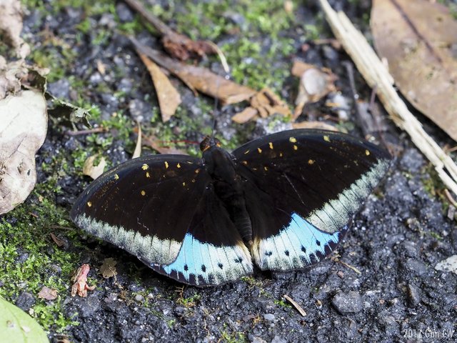 Lexias dirtea merguia•&copy; Gan Cheong Weei•CC BY-NC 4.0