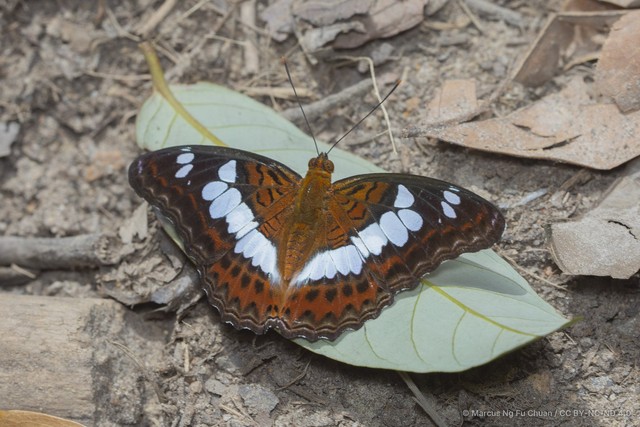 Moduza procris milonia•&copy; Marcus Ng Fu Chuan•CC BY-NC-ND 4.0