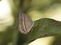 Mycalesis orseis sp. "orseis nautilus/orseis"•&copy; Gan Cheong Weei•CC BY-NC 4.0