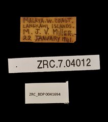 Mycalesis perseus cepheus•All Rights ReservedMuseum Label