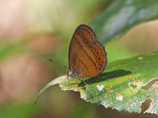 Mycalesis fuscum fuscum•&copy; Gan Cheong Weei•CC BY-NC 4.0