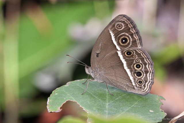 Mycalesis mineus macromalayana•&copy; Marcus Ng Fu Chuan•All Rights Reserved
