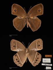 Mycalesis mineus macromalayana•&copy; Maimon Hussin•All Rights Reserved