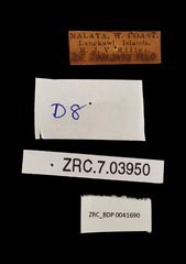 Mycalesis mineus macromalayana•All Rights ReservedMuseum Label