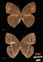 Mycalesis mineus macromalayana•&copy; Maimon Hussin•All Rights Reserved