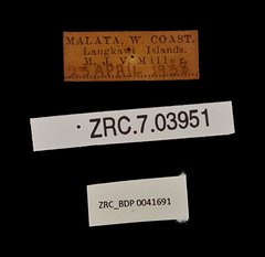 Mycalesis mineus macromalayana•All Rights ReservedMuseum Label