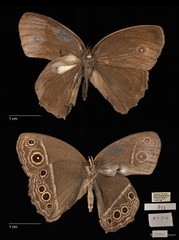Mycalesis mineus macromalayana•&copy; Maimon Hussin•All Rights Reserved