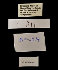 Mycalesis mineus macromalayana•All Rights ReservedMuseum Label