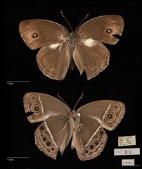 Mycalesis mineus macromalayana•&copy; Maimon Hussin•All Rights Reserved