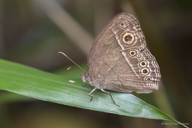 Mycalesis perseoides•&copy; Marcus Ng Fu Chuan•All Rights Reserved