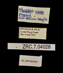 Mycalesis visala phamis•All Rights ReservedMuseum Label