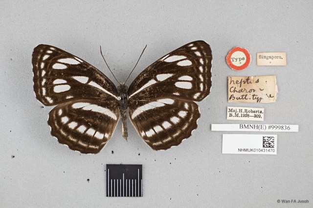 Neptis magadha subsp. "cf. charon"•&copy; Wan FA Jusoh•All Rights Reserved