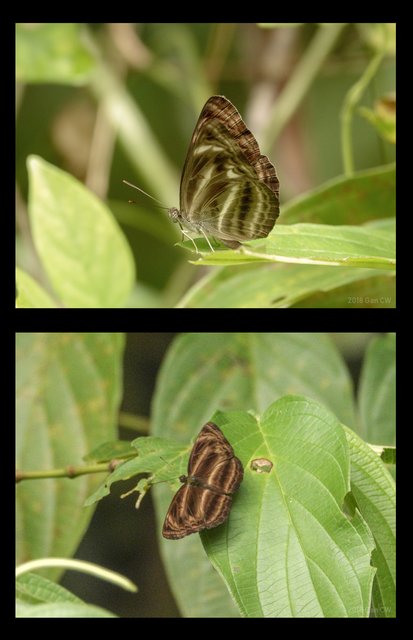 Neptis harita harita•&copy; Gan Cheong Weei•CC BY-NC 4.0