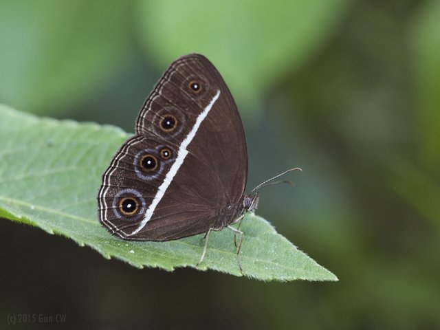 Orsotriaena medus cinerea•&copy; Gan Cheong Weei•CC BY-NC 4.0