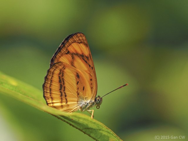 Pantoporia paraka paraka•&copy; Gan Cheong Weei•CC BY-NC 4.0