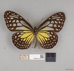 Parantica aspasia aspasia•&copy; Wan FA Jusoh•All Rights Reserved