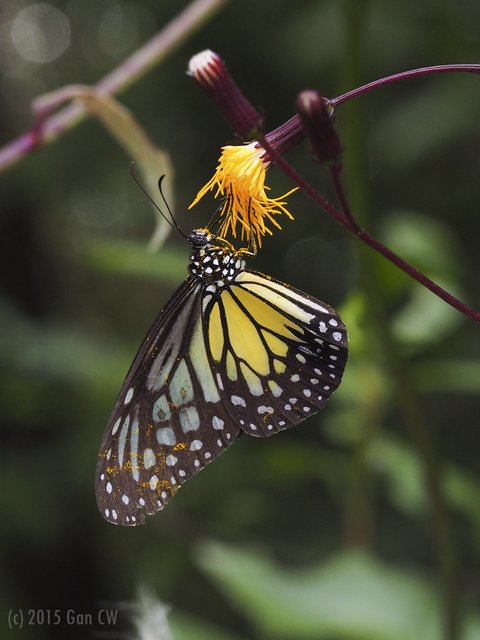 Parantica aspasia aspasia•&copy; Gan Cheong Weei•CC BY-NC 4.0