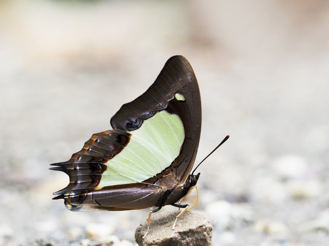 Polyura moori moori•&copy; Gan Cheong Weei•CC BY-NC 4.0